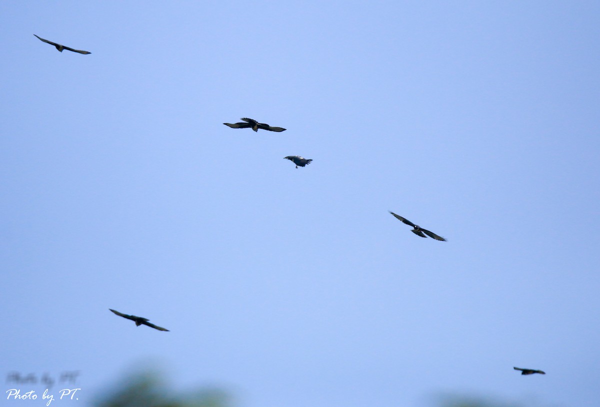 aviceda černá - ML123193331