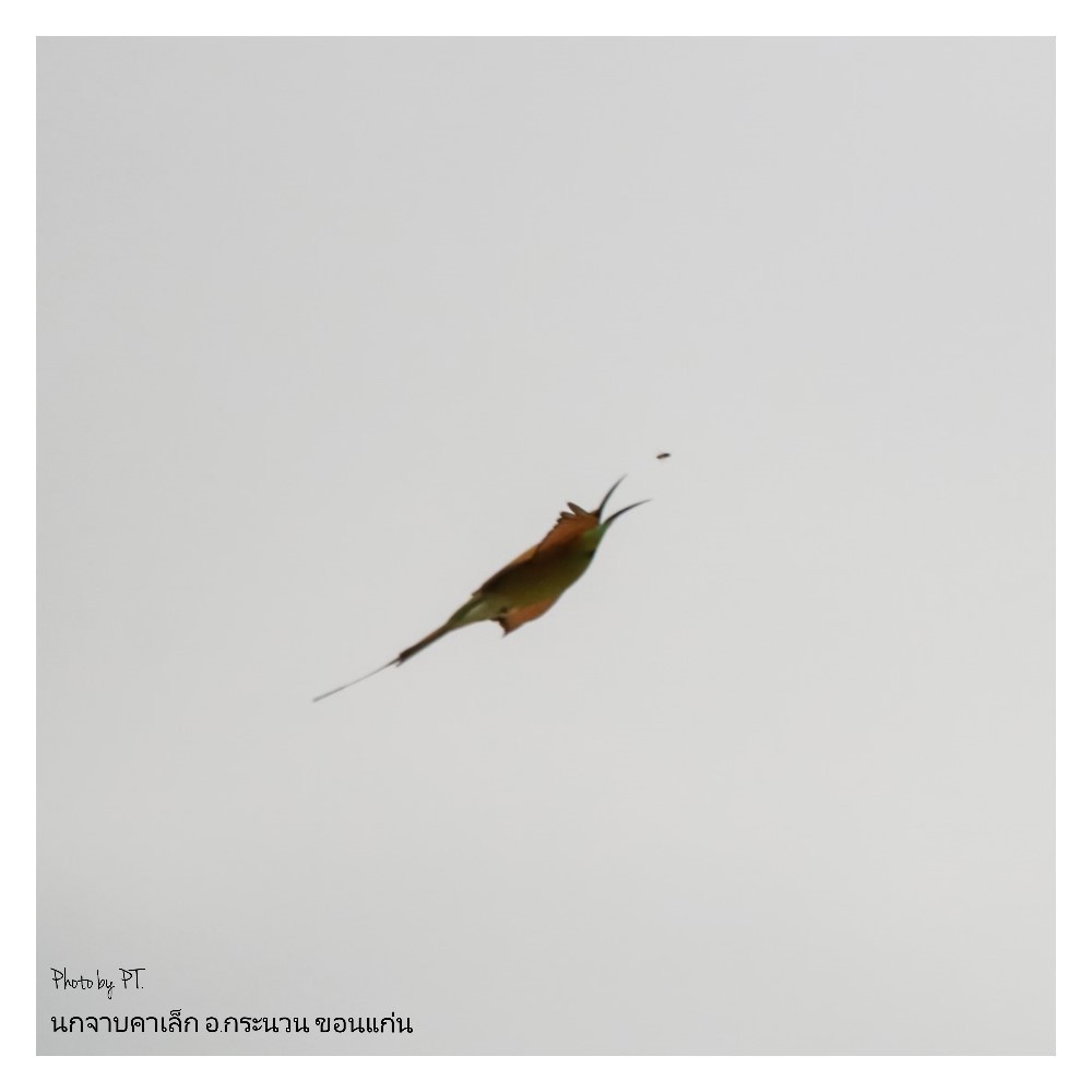 Asian Green Bee-eater - Pongthat Tanusa