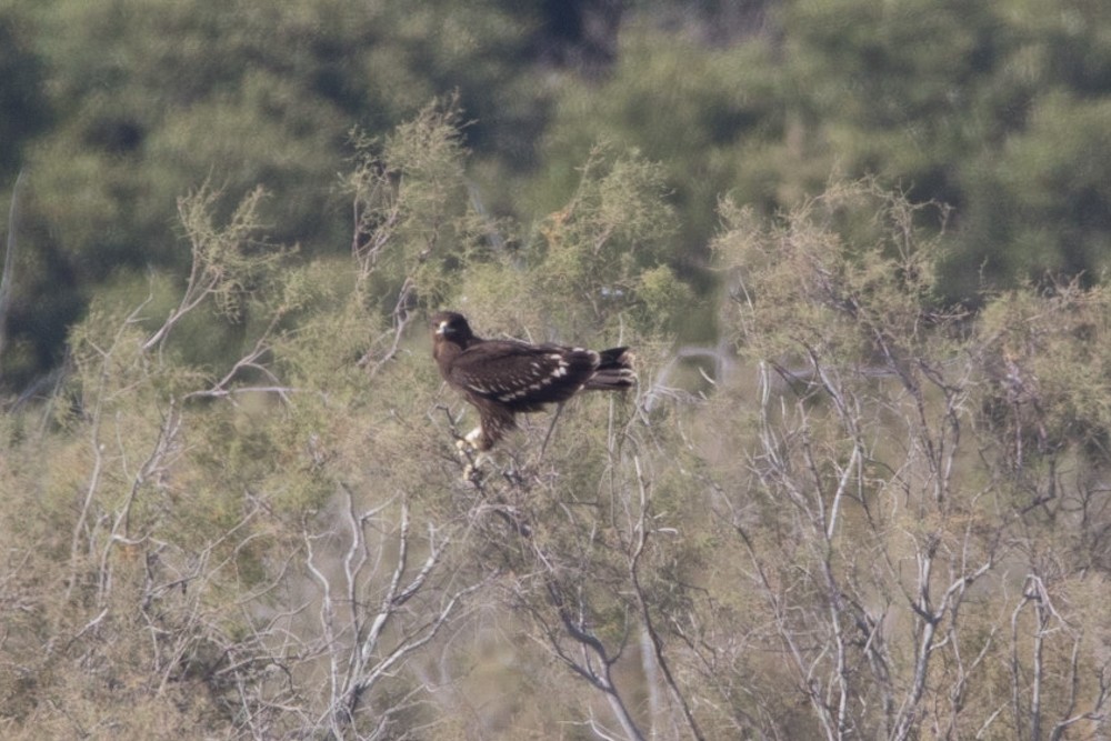 Greater Spotted Eagle - Amanda Fulda