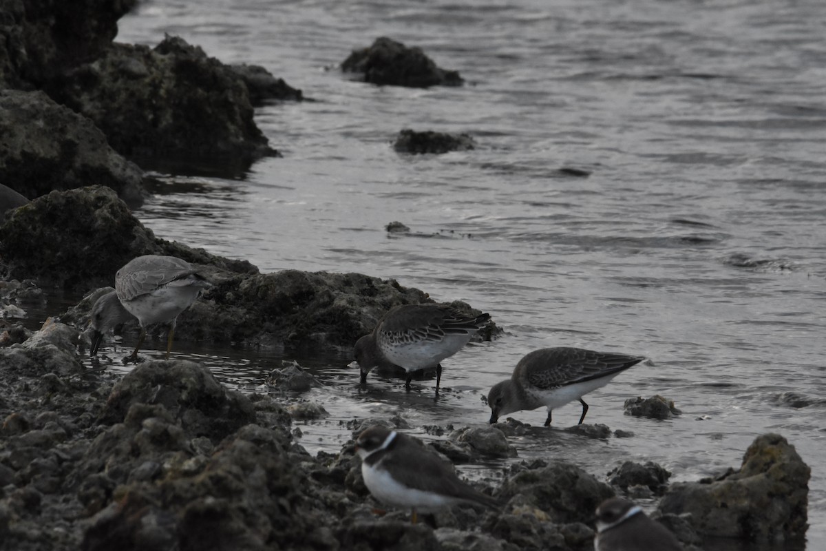 Red Knot - Alberto Hernandez