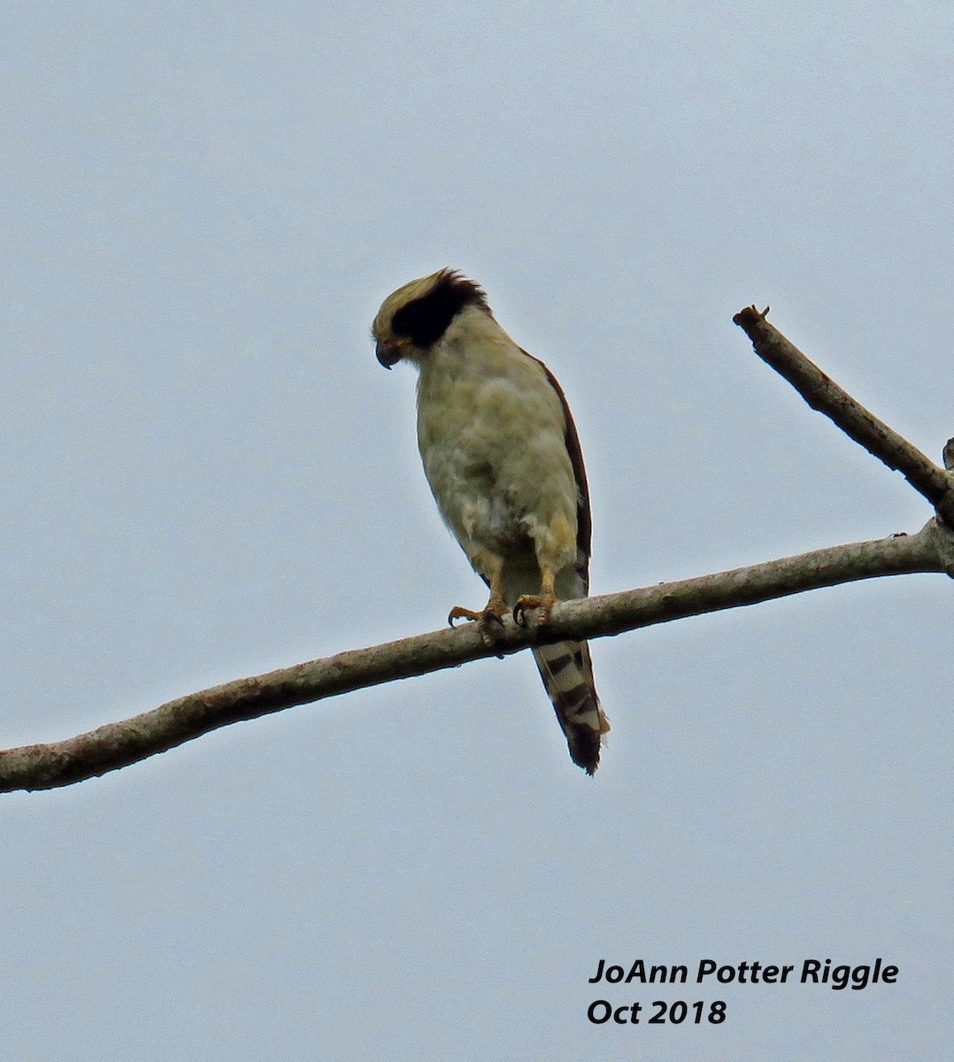 Laughing Falcon - ML123194401