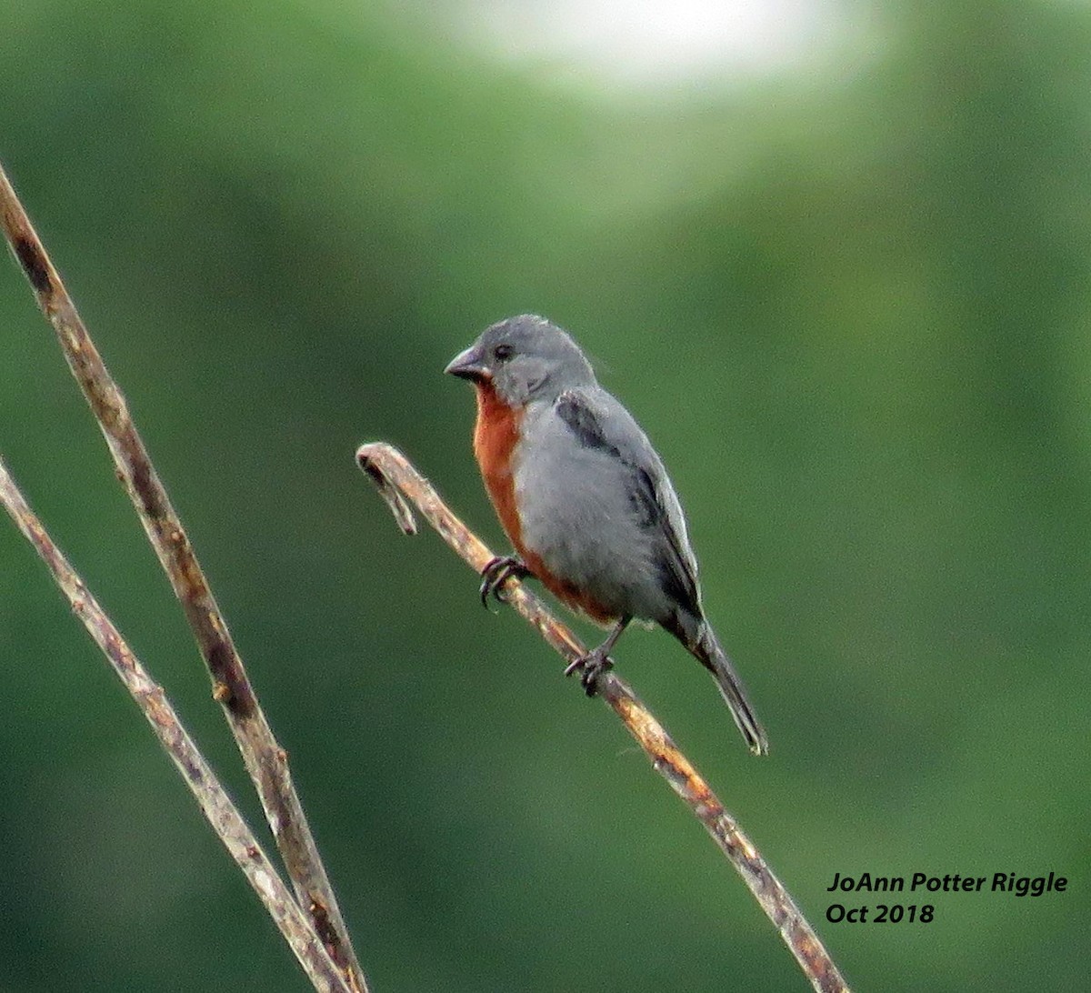 Chestnut-bellied Seedeater - ML123194651