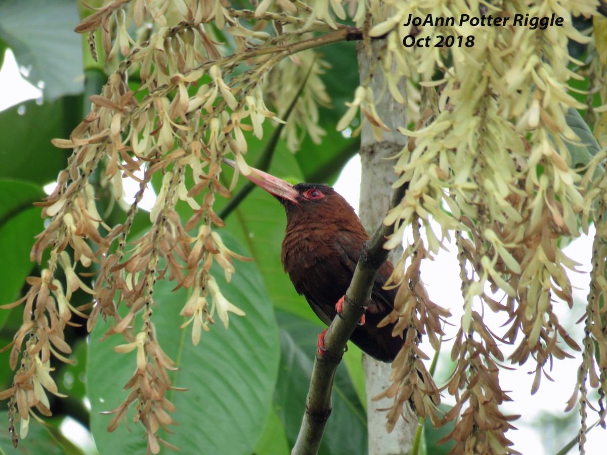 Purus Jacamar - ML123194691