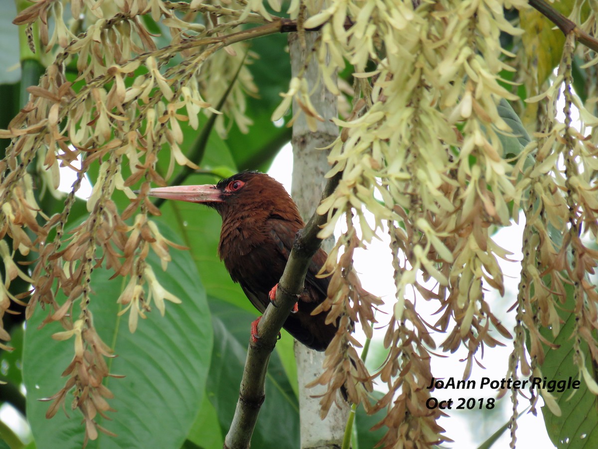 Purus Jacamar - ML123194711