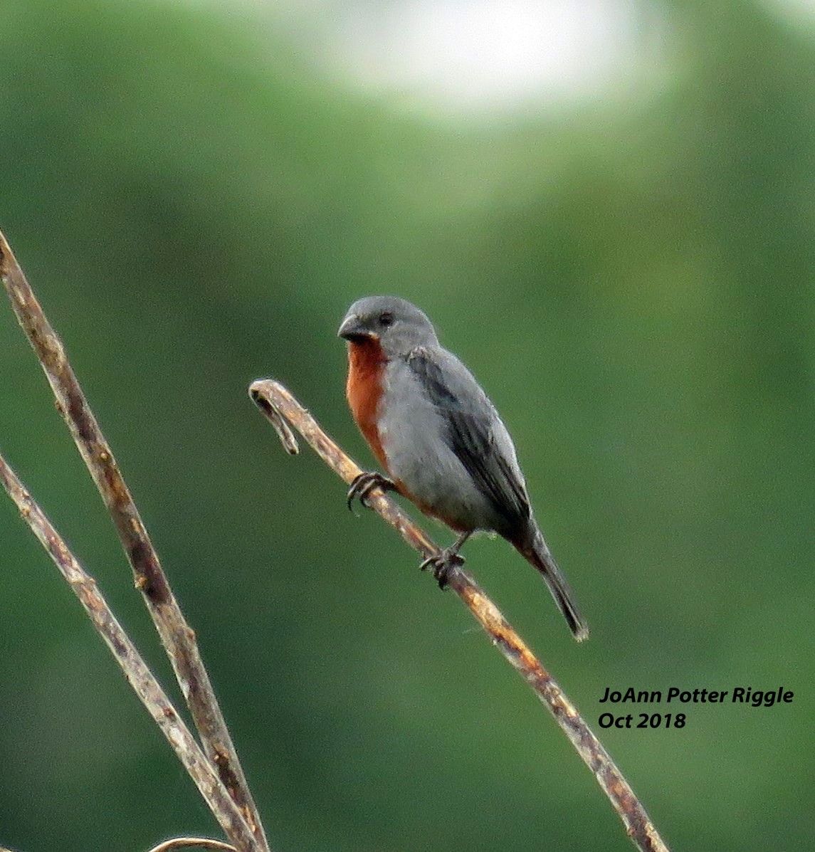 Chestnut-bellied Seedeater - ML123194801