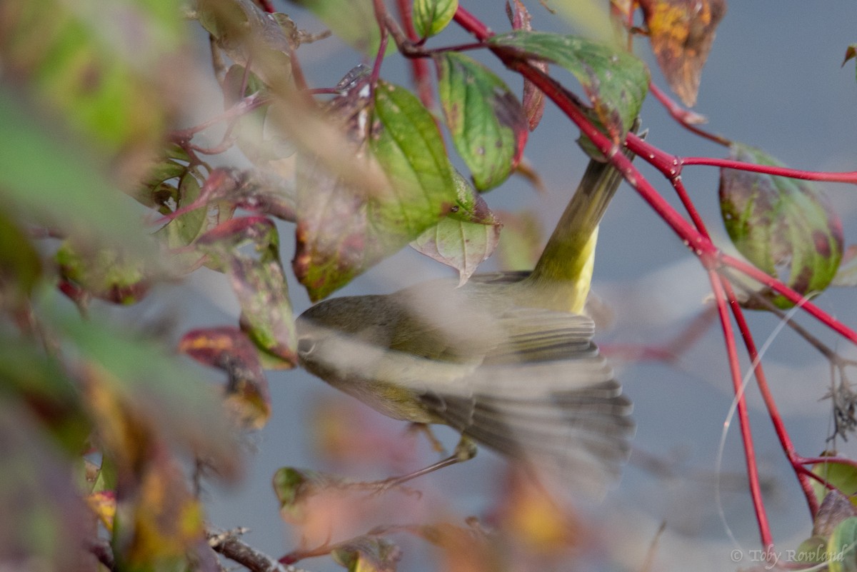 Orange-crowned Warbler - ML123194951