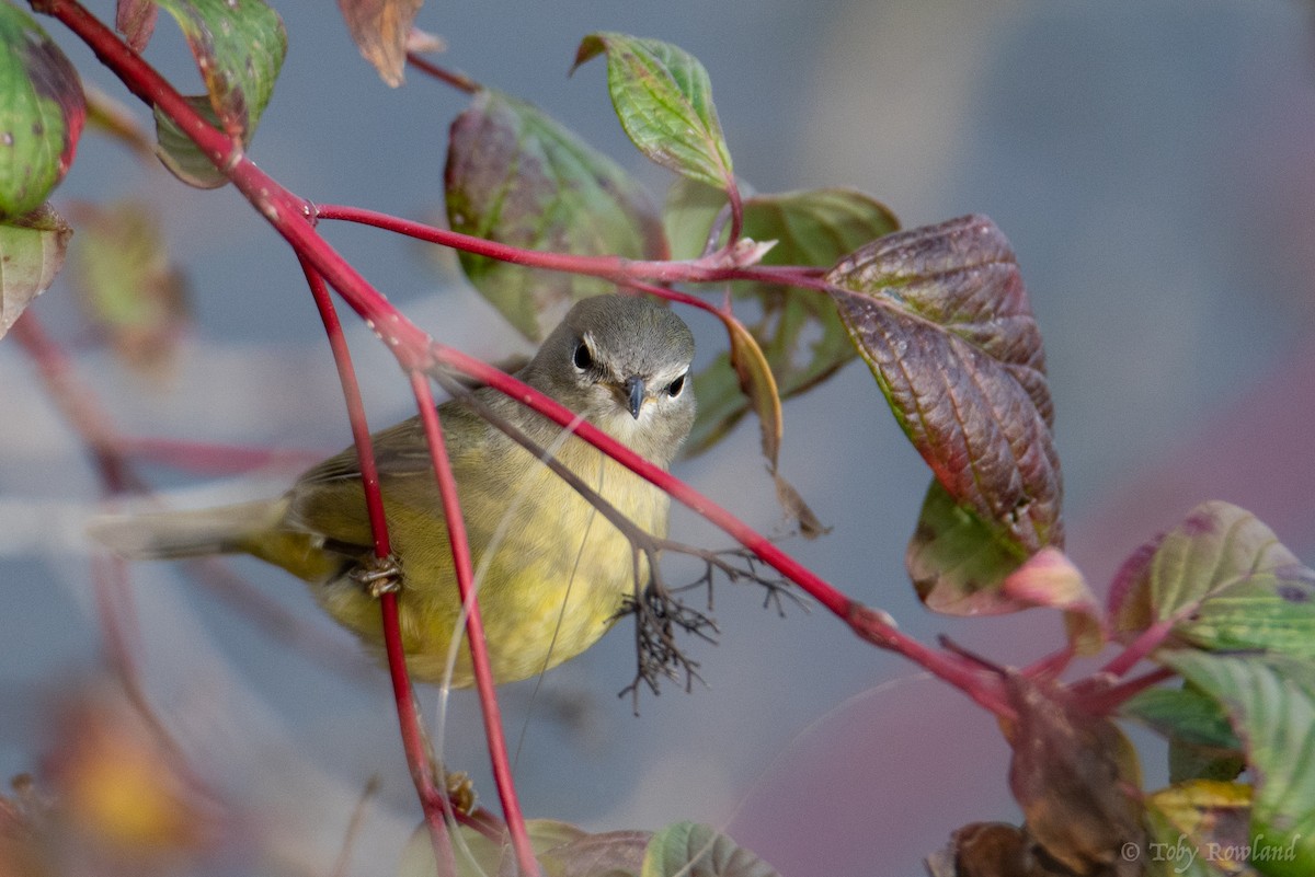 Orange-crowned Warbler - ML123195001