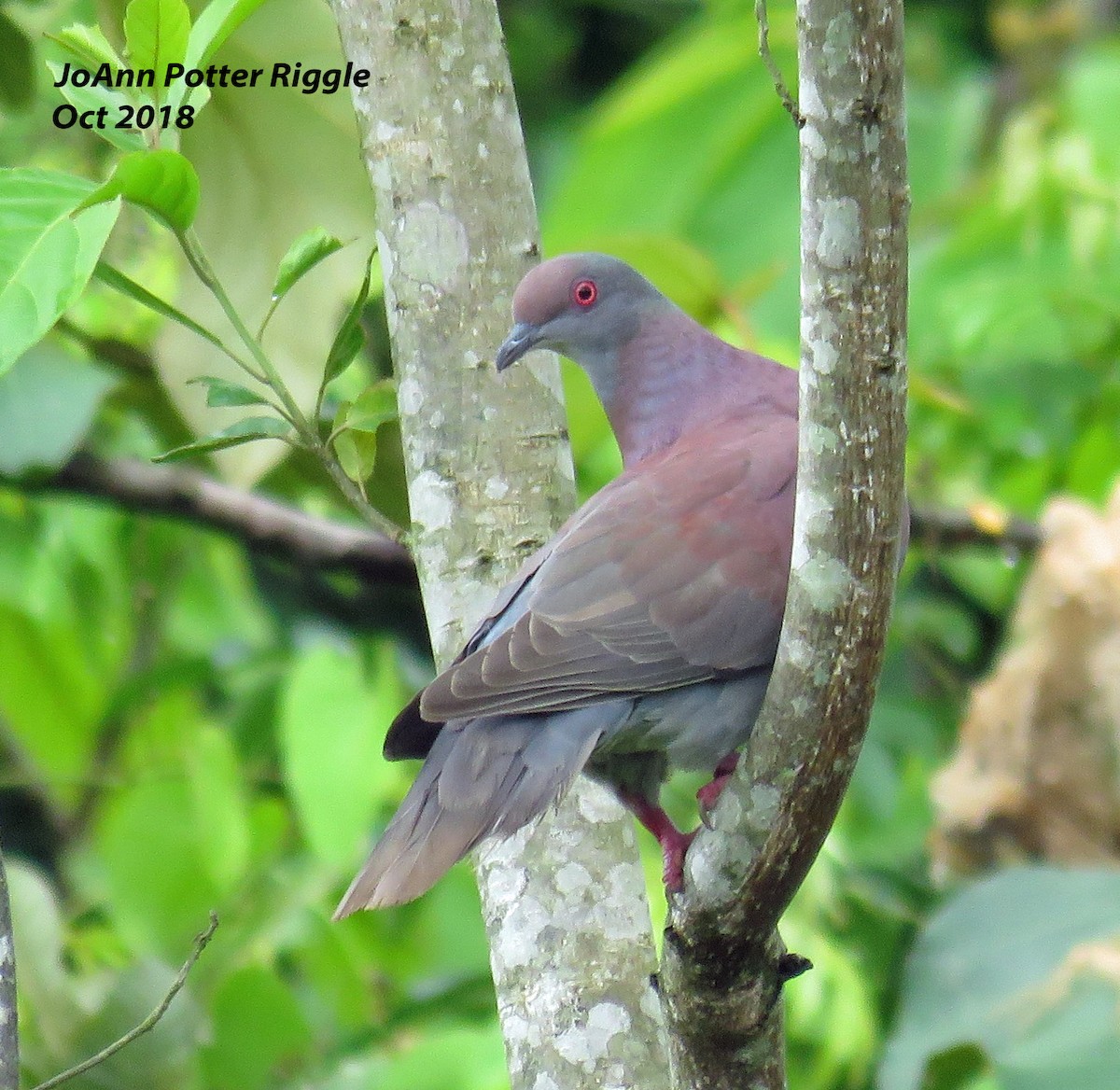 Pale-vented Pigeon - ML123195011