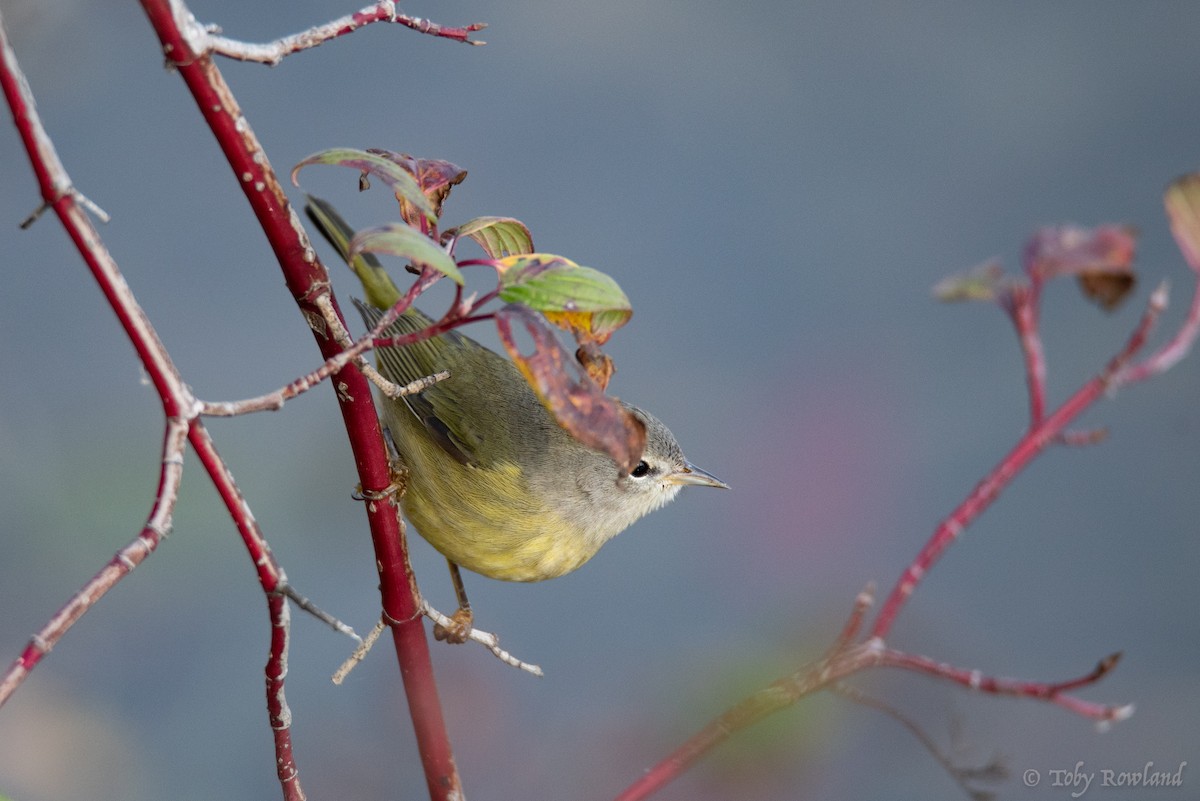 Orange-crowned Warbler - ML123195101