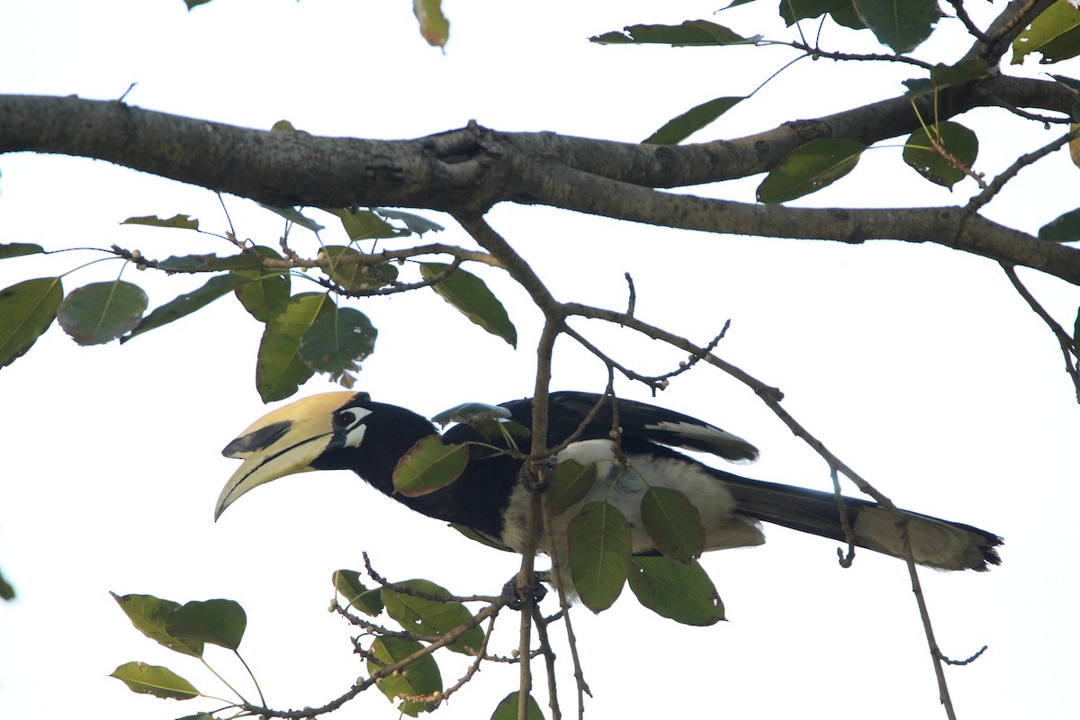 Oriental Pied-Hornbill - Praveen  Kumar