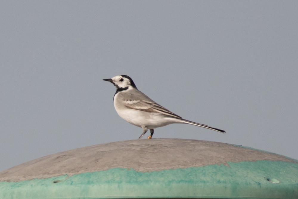 White Wagtail - ML123196881