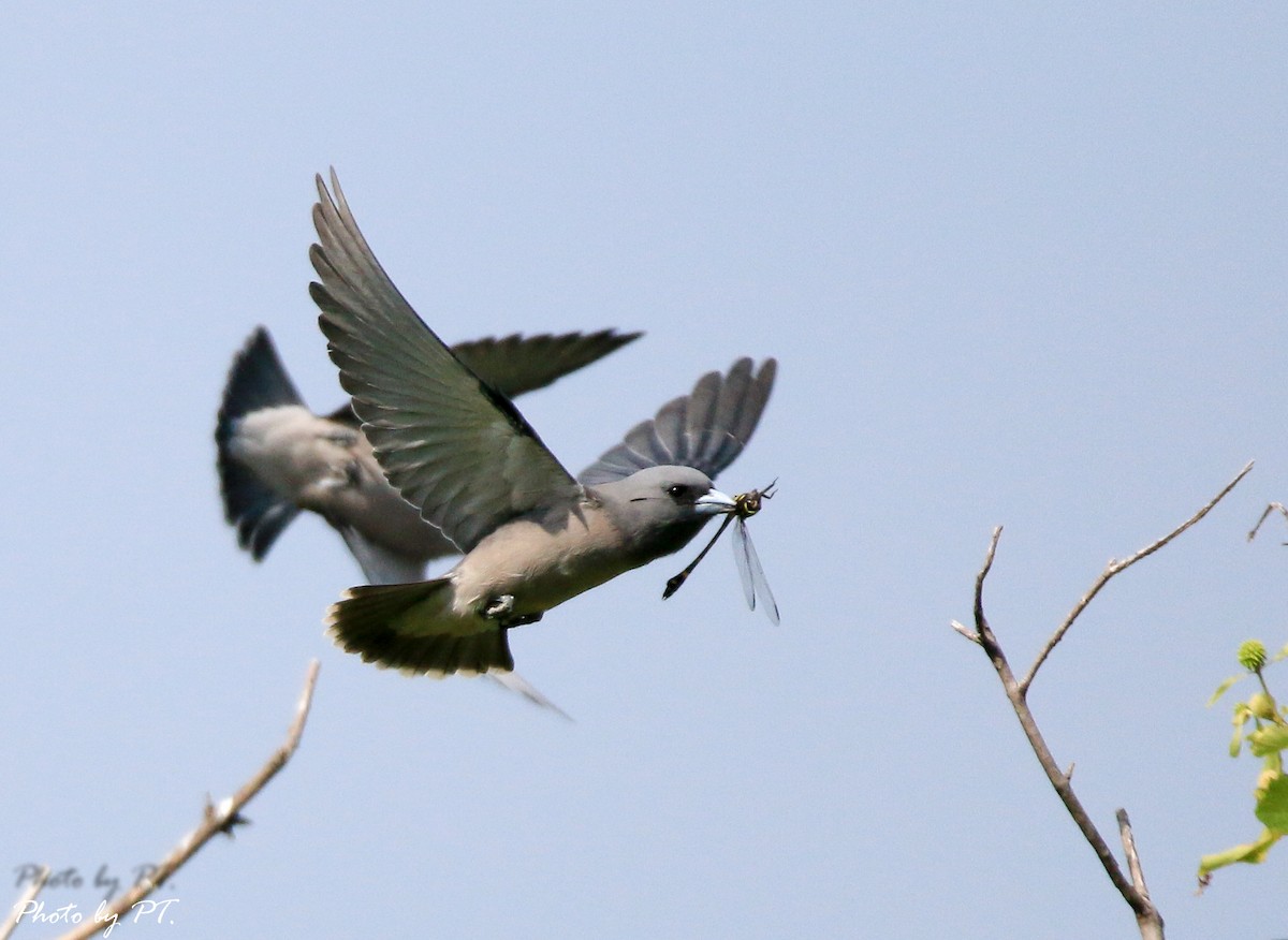 lasolet šedohlavý - ML123197071