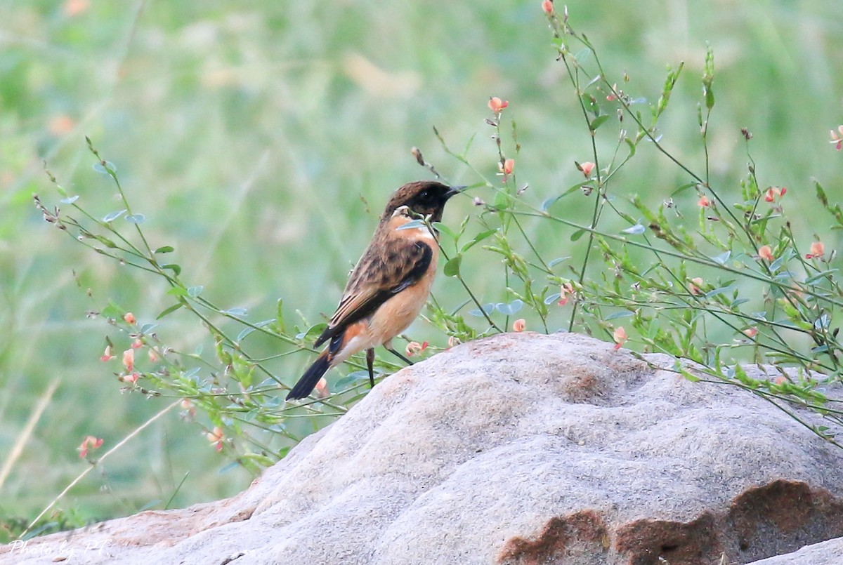 bramborníček východoasijský - ML123197261