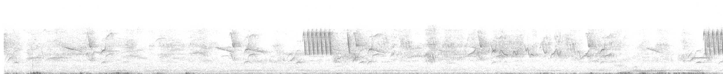 Chochín Criollo Sureño - ML123197441