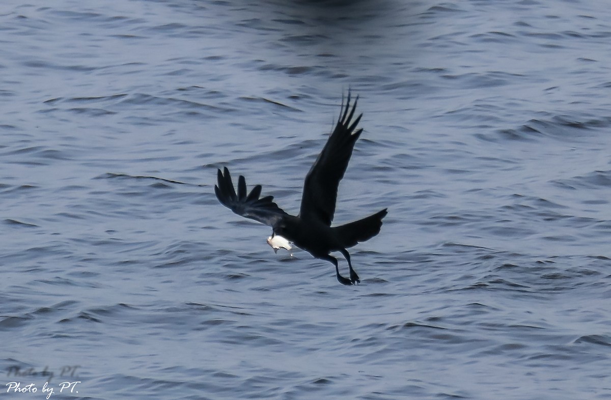 Large-billed Crow - Pongthat Tanusa