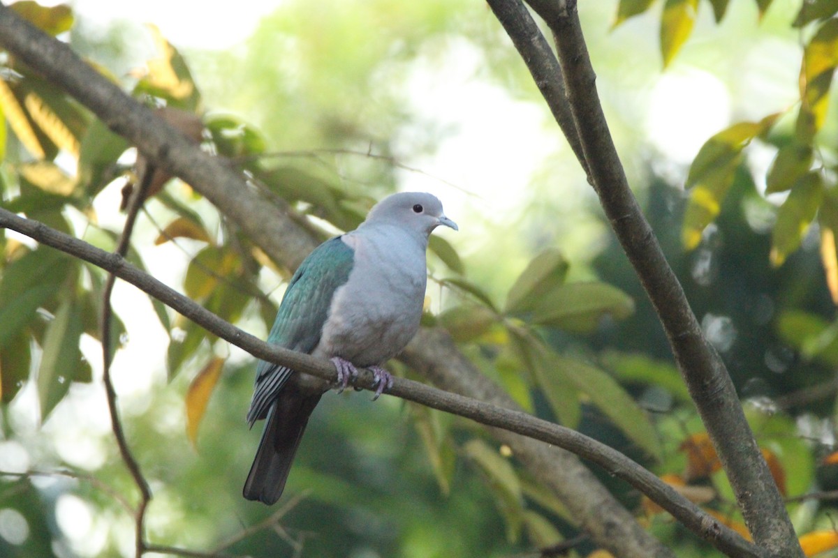 Green Imperial-Pigeon - ML123197821