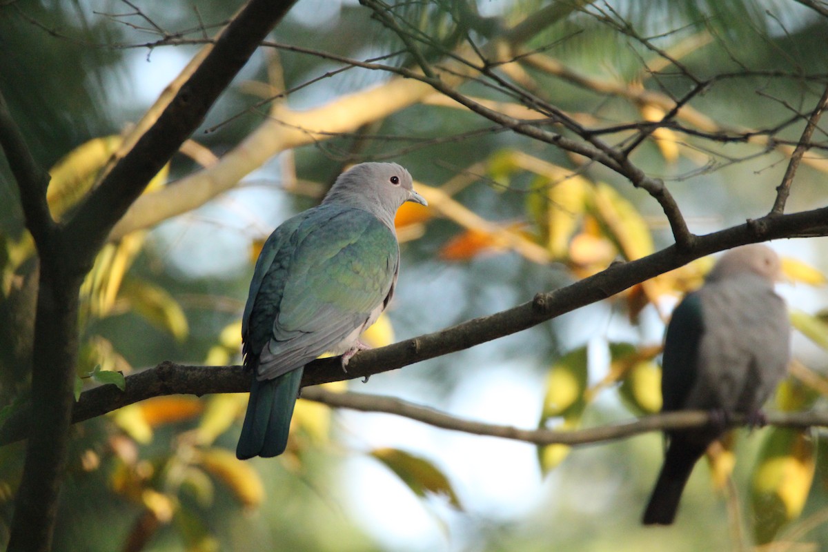 Green Imperial-Pigeon - ML123198161