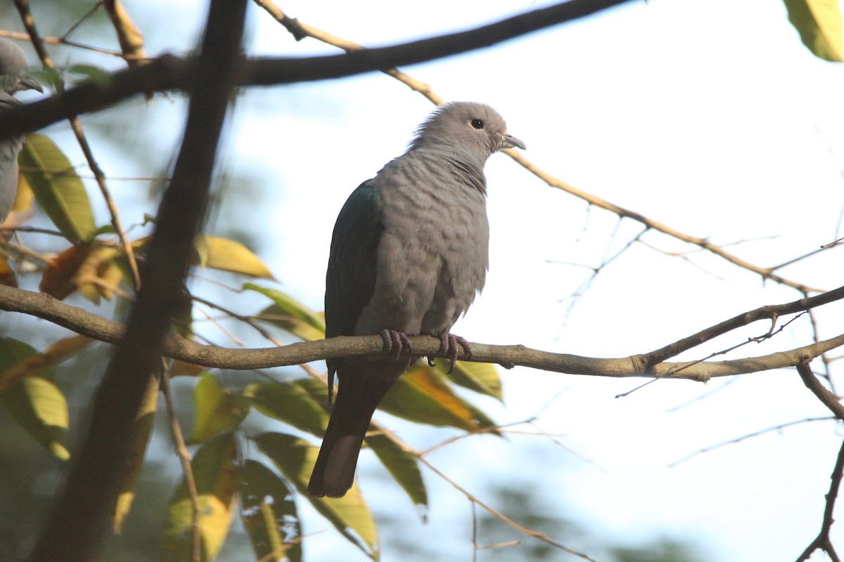 Green Imperial-Pigeon - ML123198221