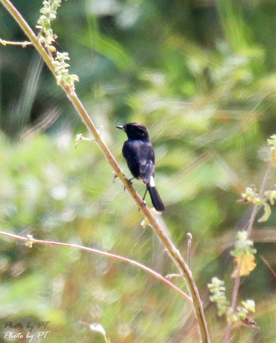 bramborníček černobílý - ML123198311