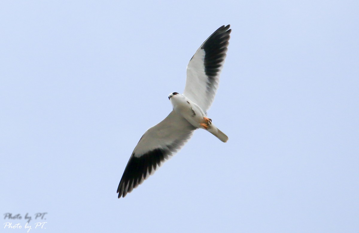 Black-winged Kite - Pongthat Tanusa