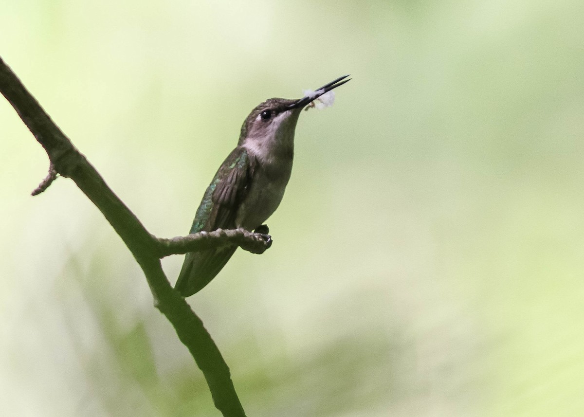 Colibri à gorge rubis - ML123198461