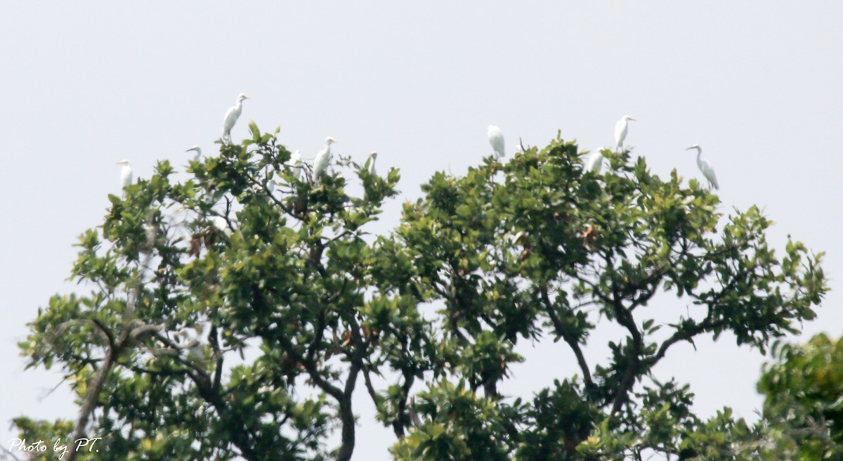 Eastern Cattle Egret - Pongthat Tanusa