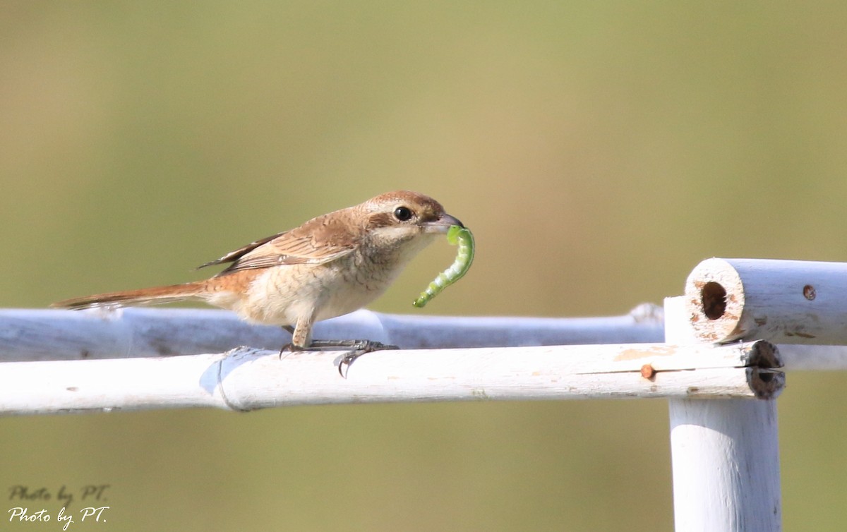 ťuhýk hnědý - ML123199841