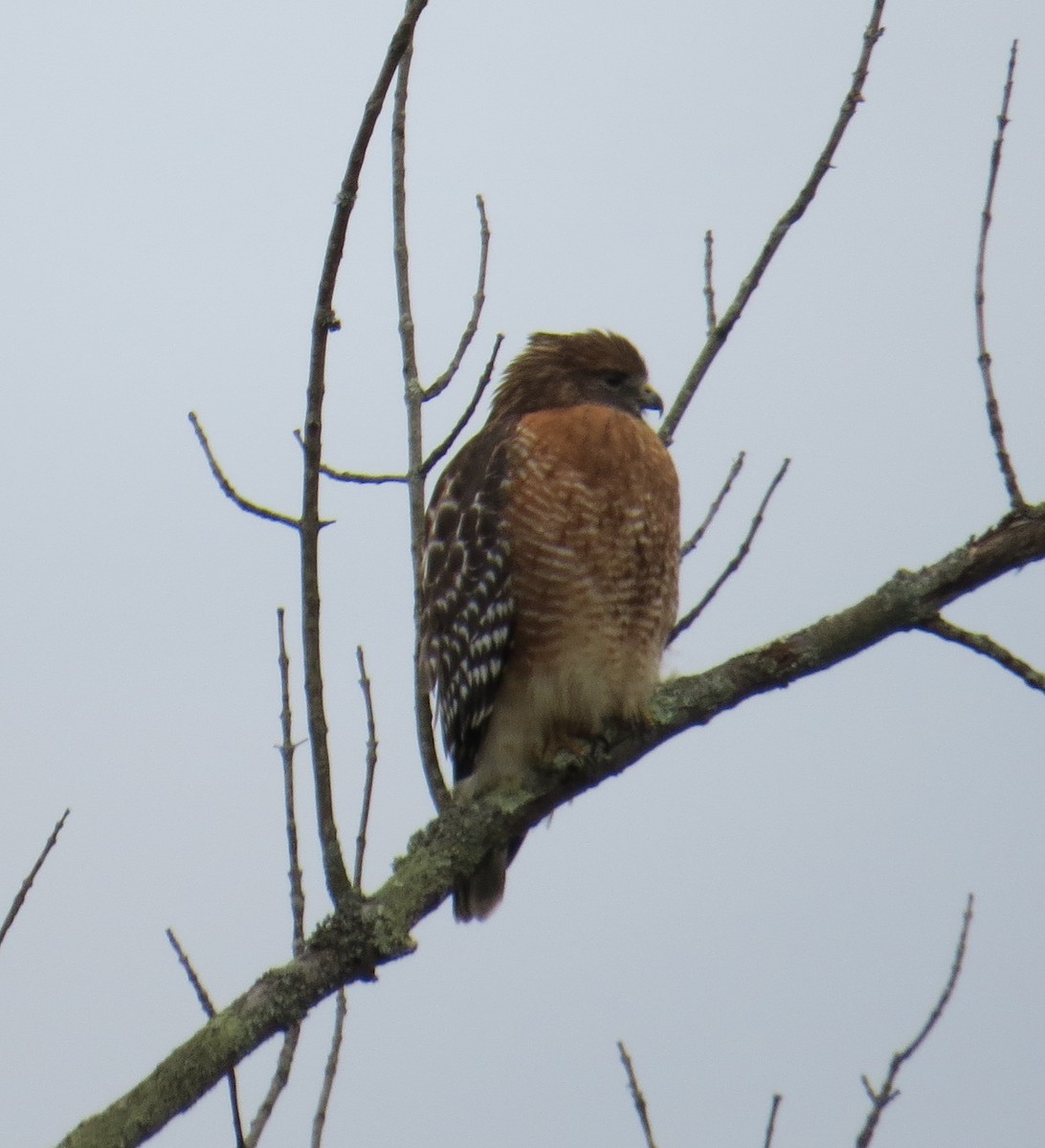 Red-shouldered Hawk - Phil Cantino