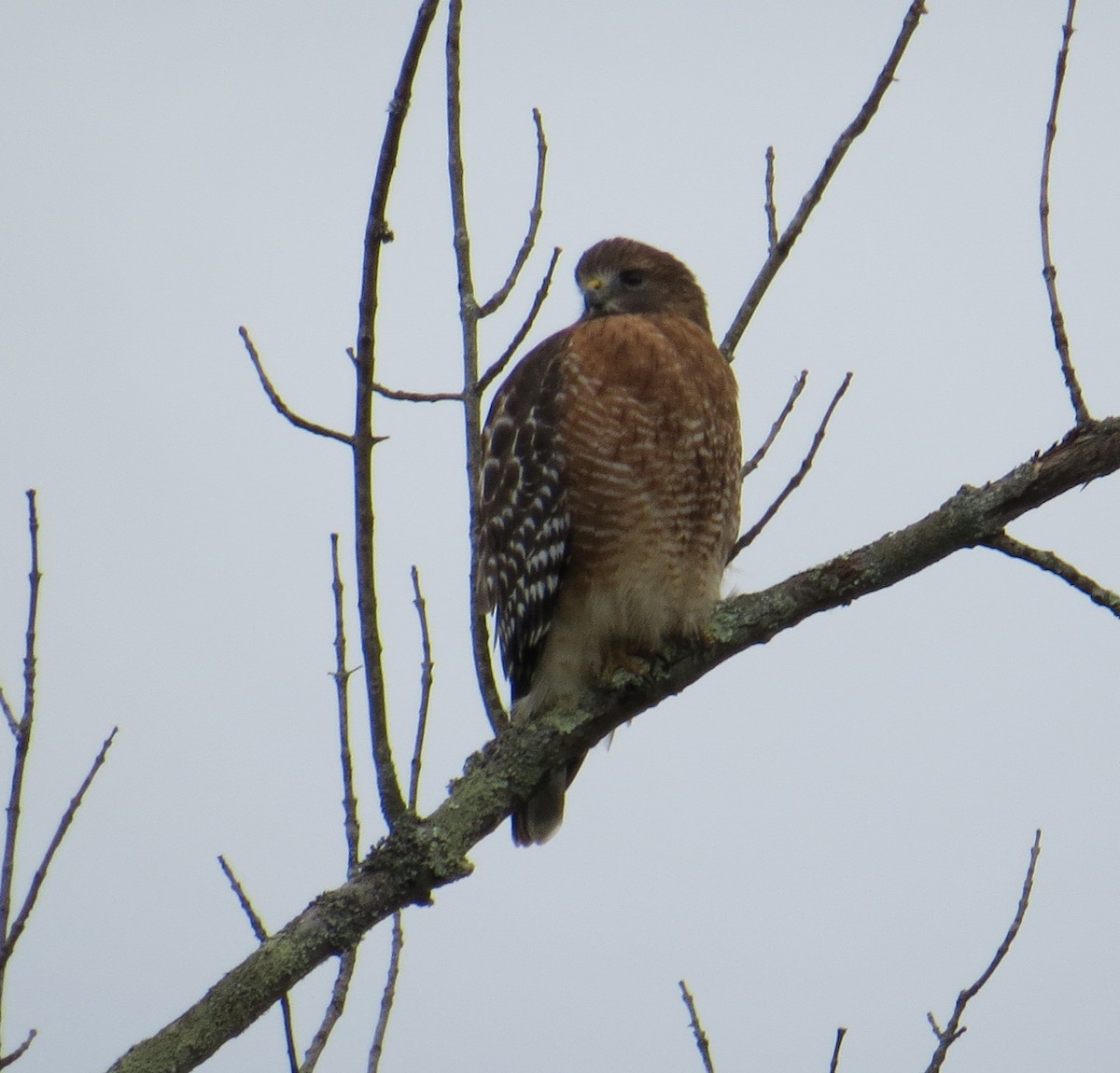 Red-shouldered Hawk - Phil Cantino