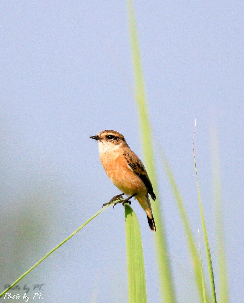 bramborníček východoasijský - ML123200251