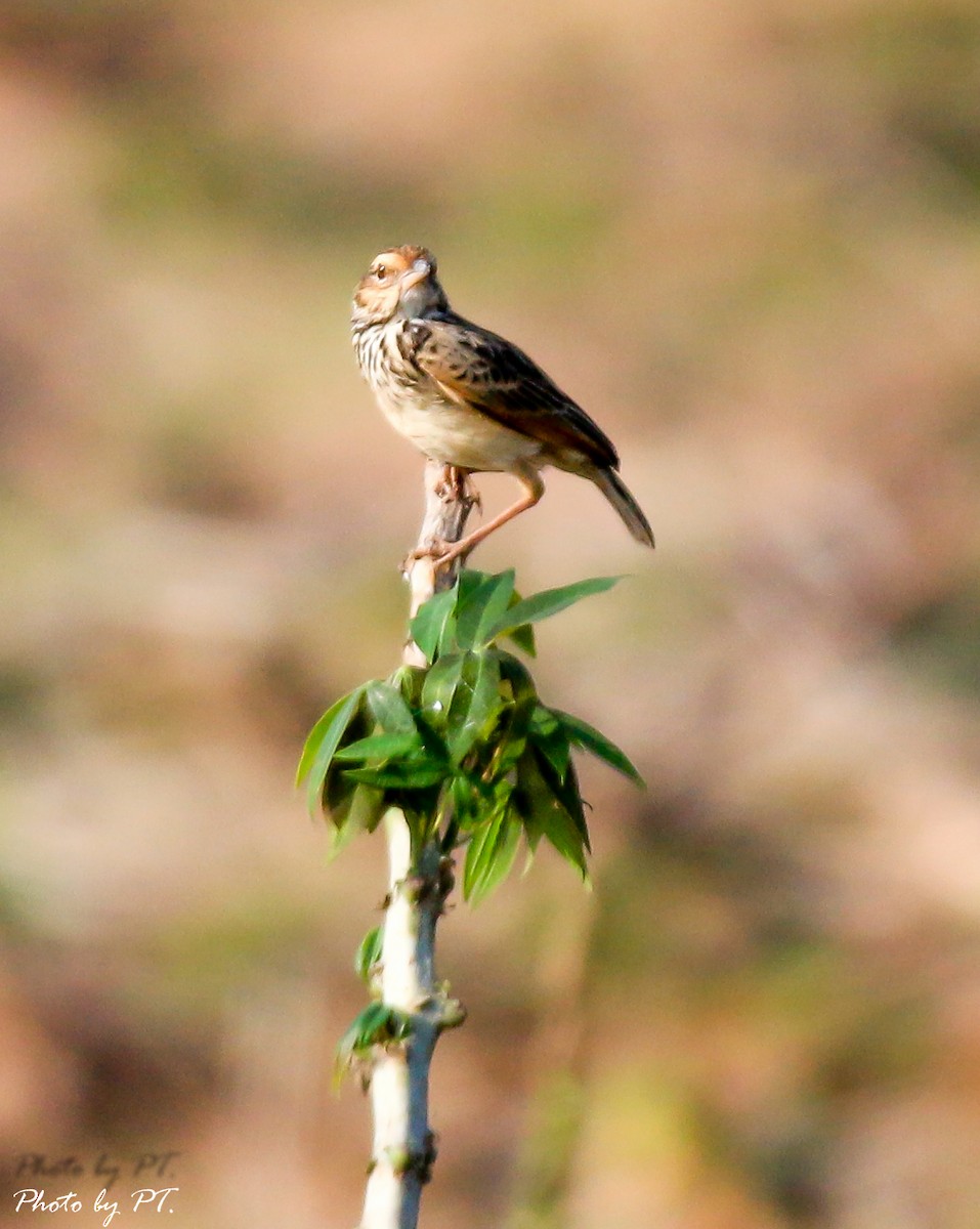 skřivan indočínský - ML123201211