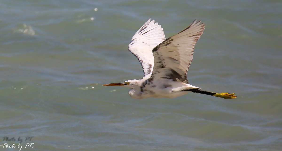 volavka přímořská - ML123202001