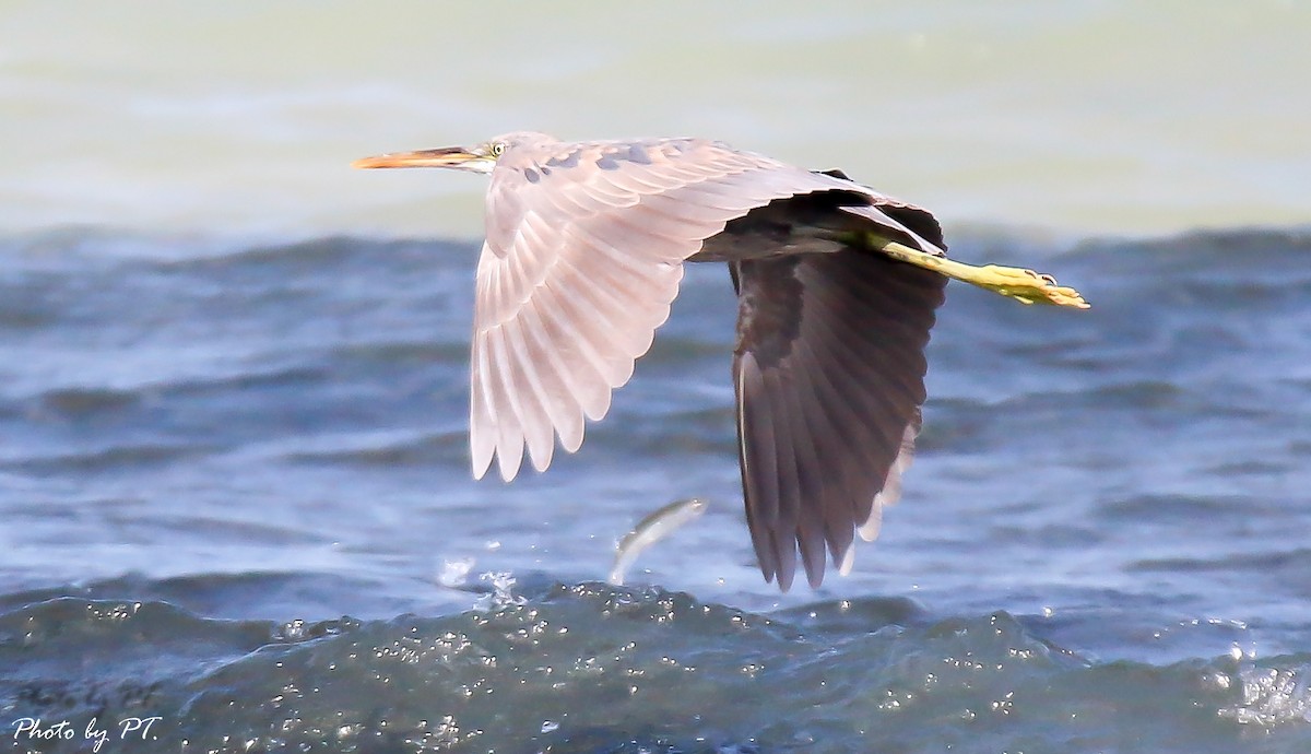 Purple Heron - Pongthat Tanusa