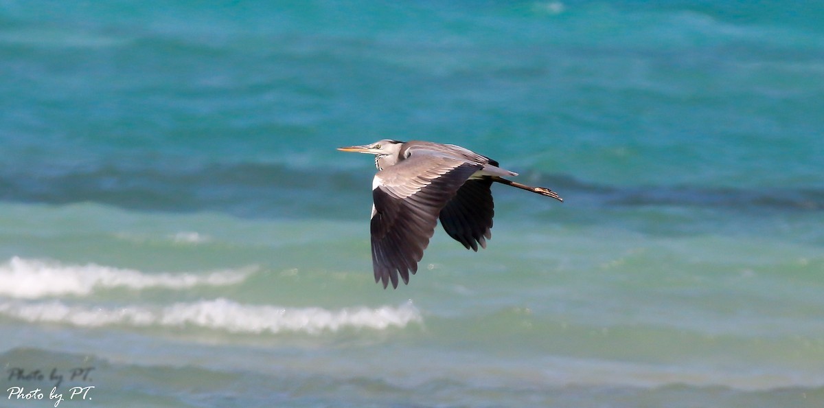 volavka popelavá - ML123202271