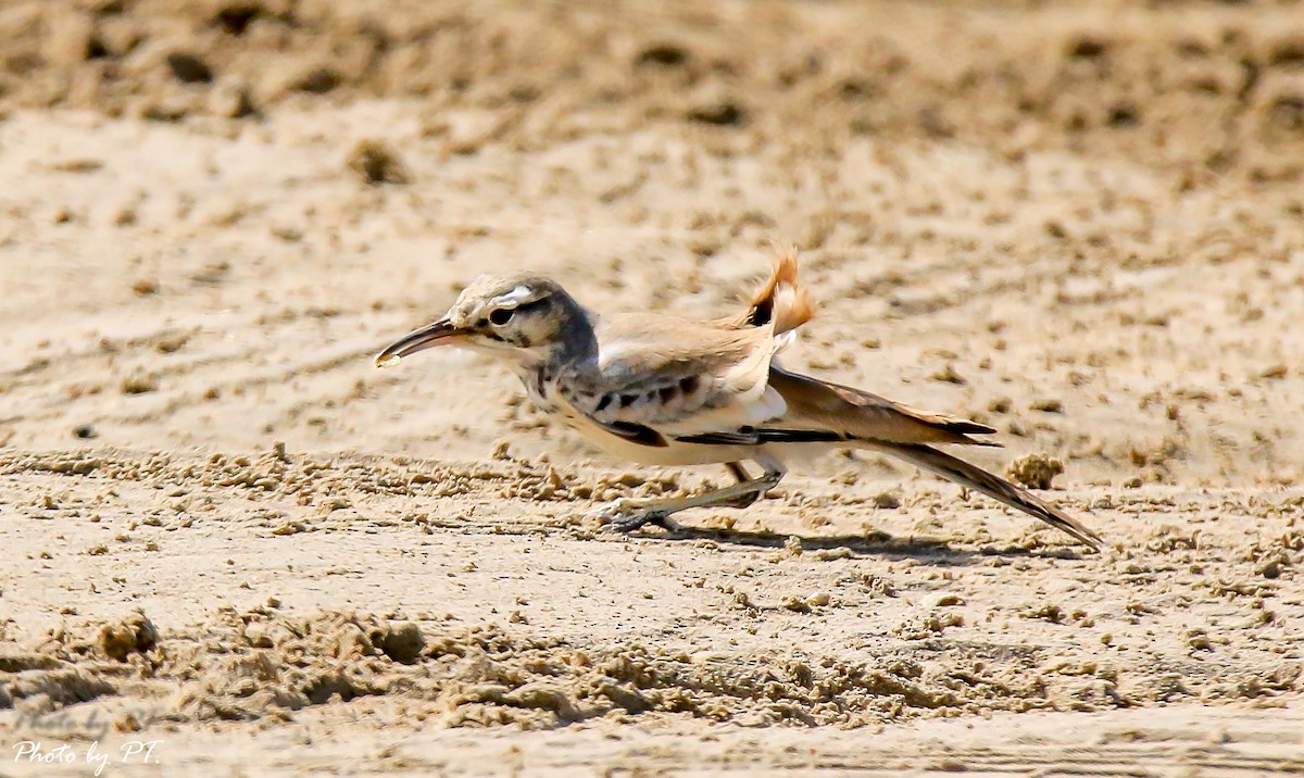 Greater Hoopoe-Lark - Pongthat Tanusa