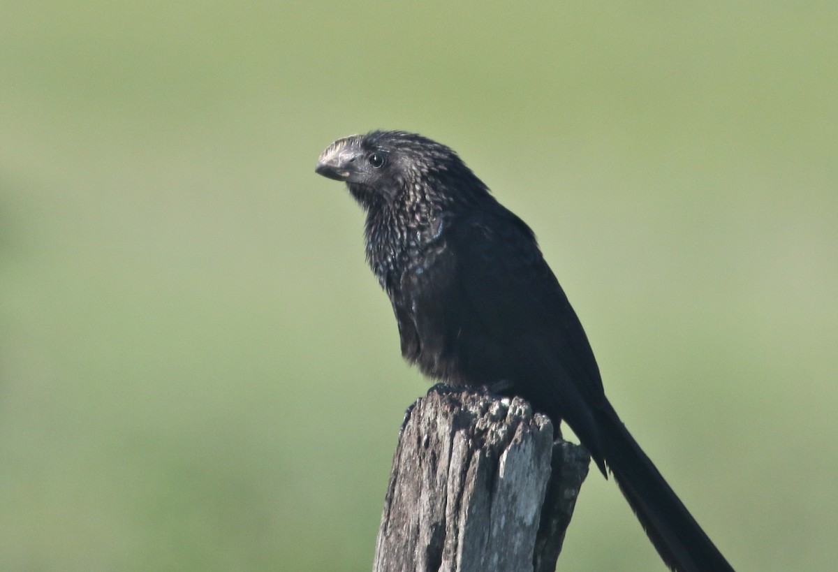 Smooth-billed Ani - ML123203261