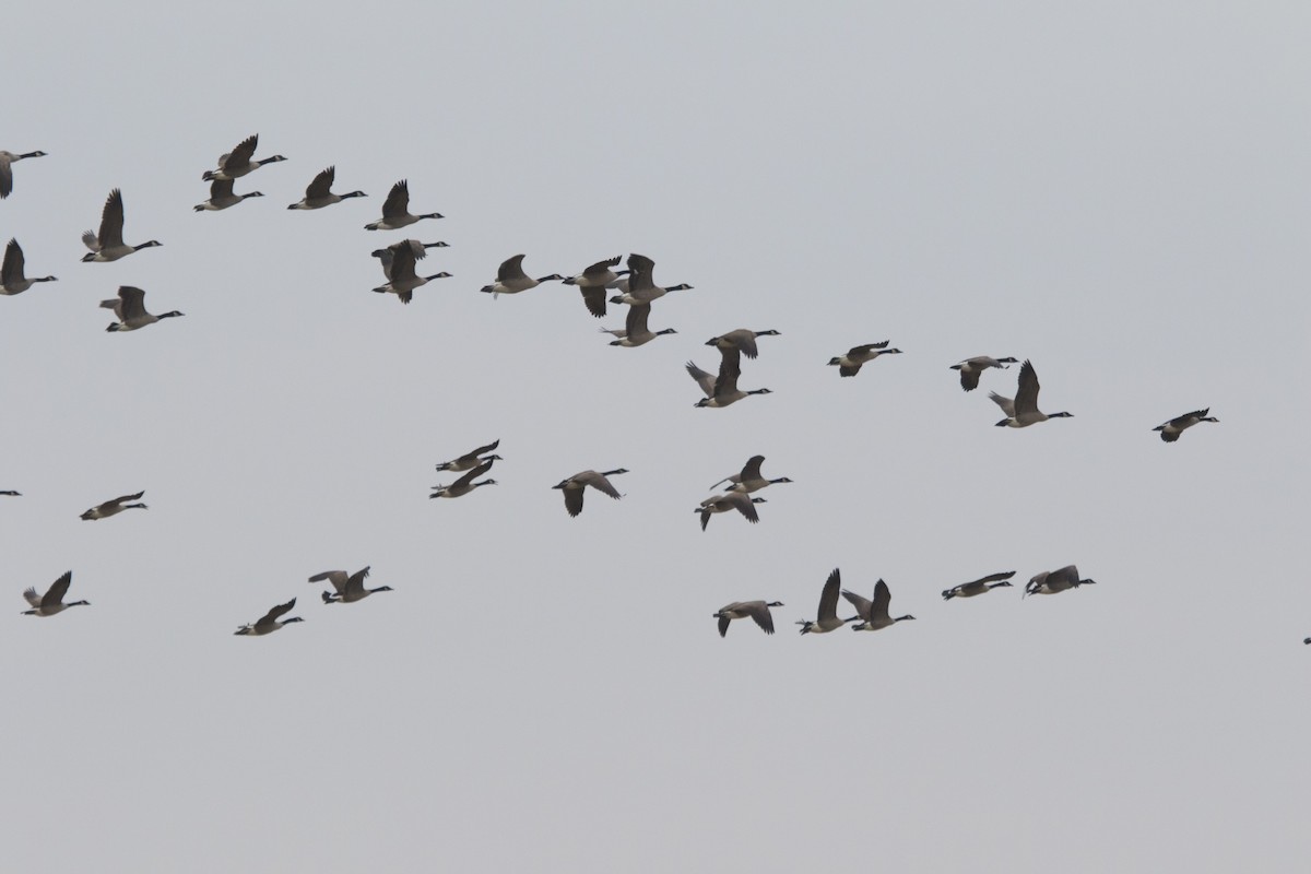 Canada Goose - Michael Bowen