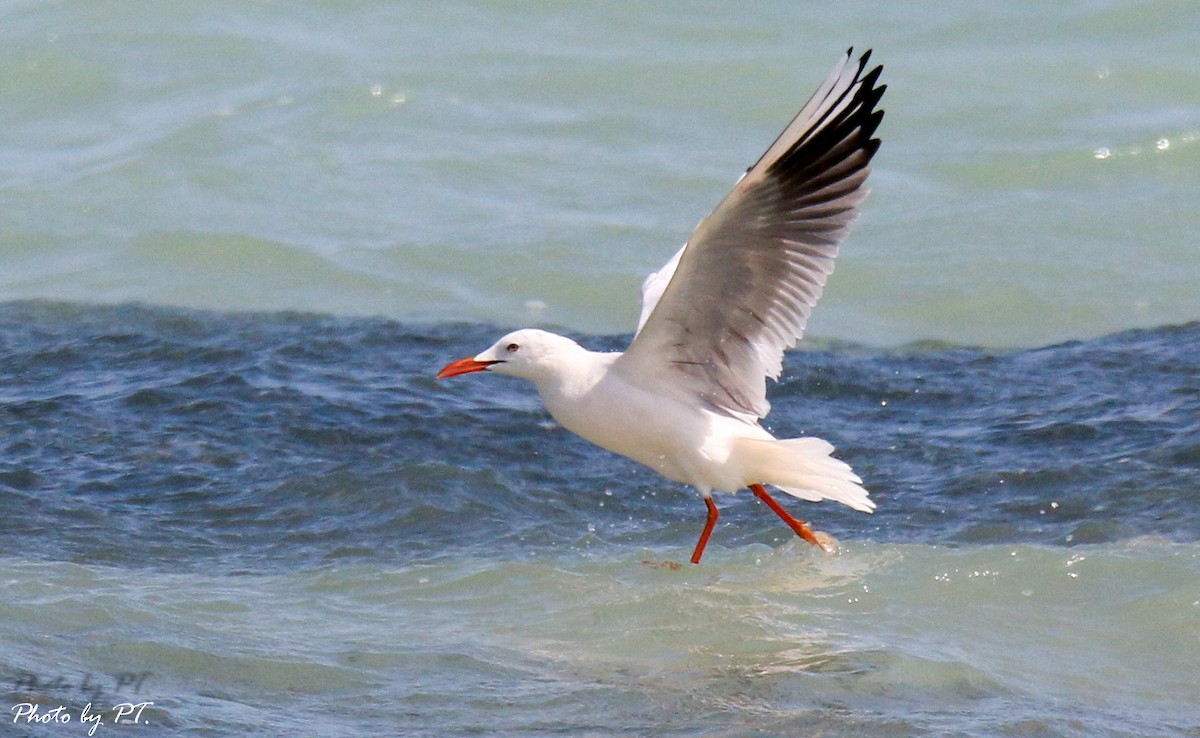 racek tenkozobý - ML123203981