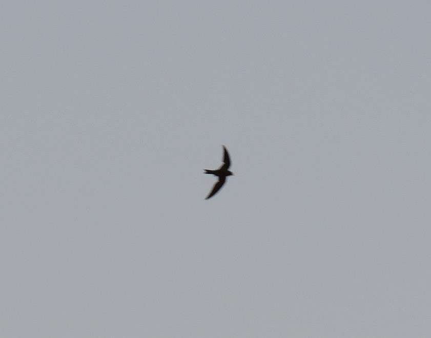 Common Swift - ML123204061