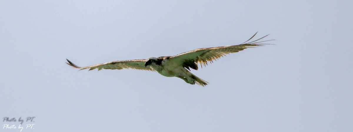 orlovec říční - ML123204201