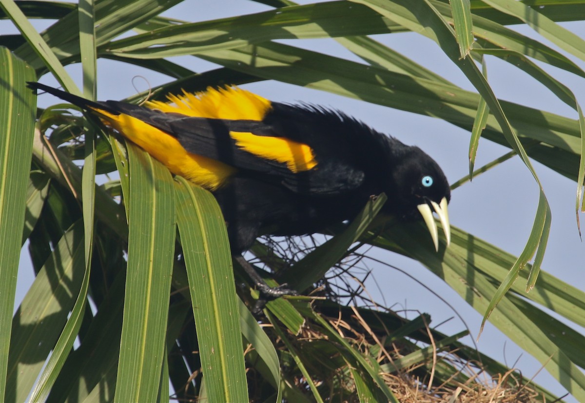 Yellow-rumped Cacique - ML123204511