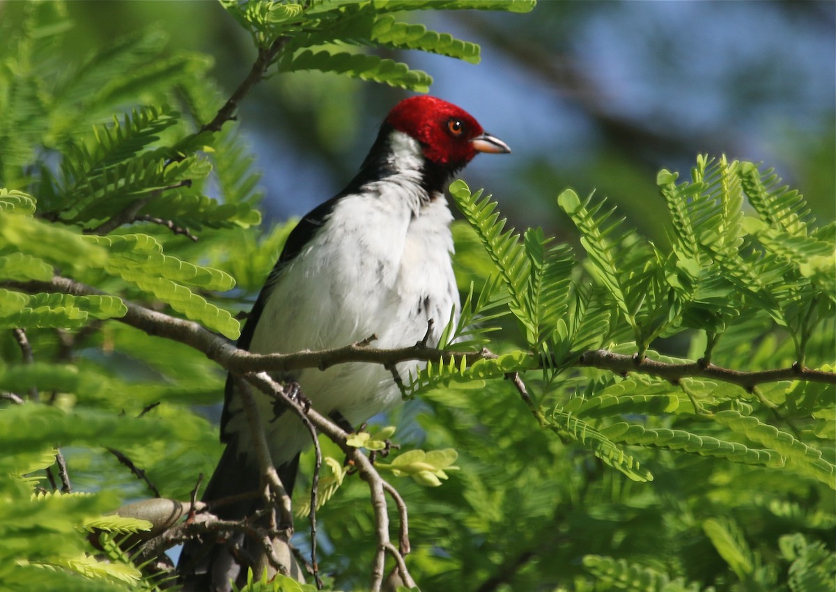 Red-capped Cardinal - ML123204681