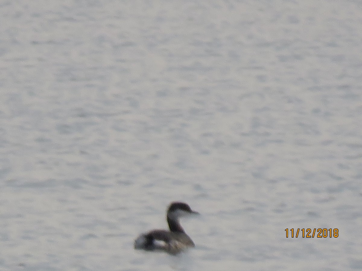 Horned Grebe - ML123205671