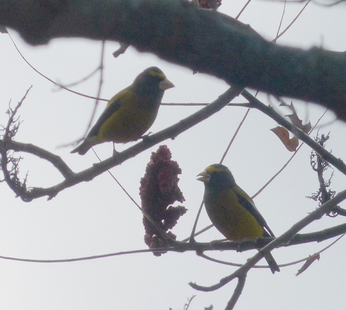 Evening Grosbeak - ML123206371