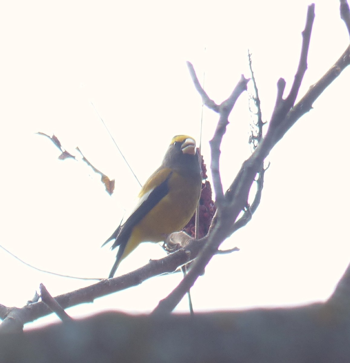 Evening Grosbeak - ML123206401