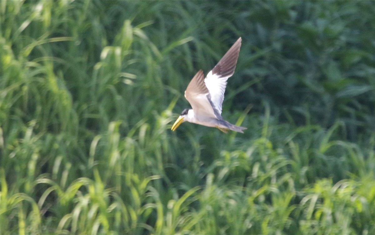 Large-billed Tern - ML123207081