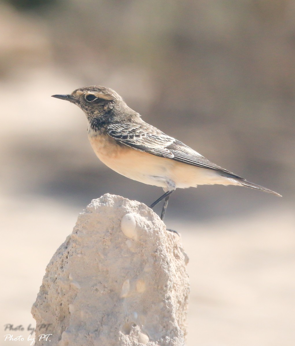 bělořit bělohlavý - ML123207431