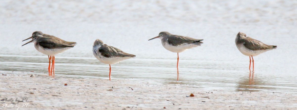 Common Redshank - Pongthat Tanusa