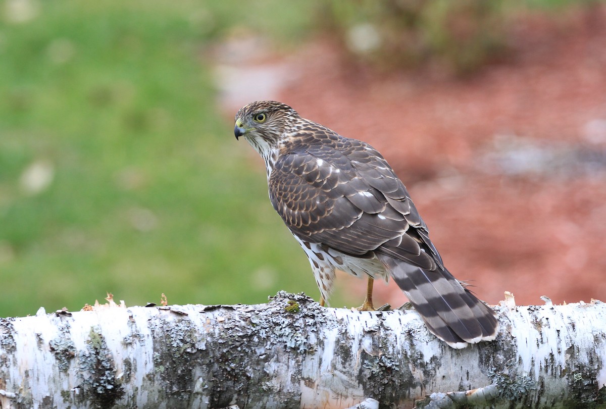 Cooper's Hawk - ML123208331