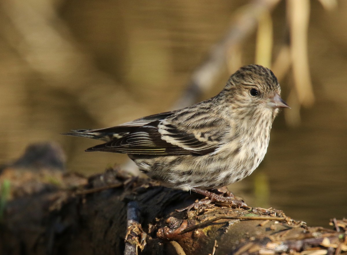 Pine Siskin - Patrick Millar